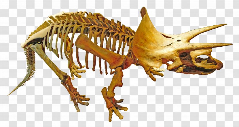 Royal Tyrrell Museum Of Palaeontology Triceratops Dinosaur Tyrannosaurus Kosmoceratops - Thomas R Holtz Jr Transparent PNG