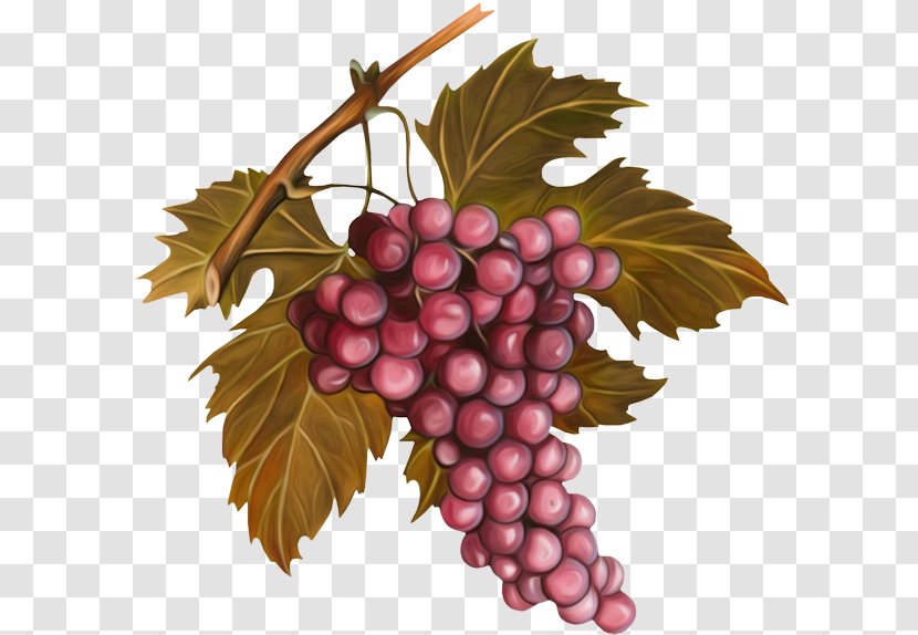 Grape Seed Oil Pit Wine Vignoble De Chablis - Raisin Vigne Transparent PNG