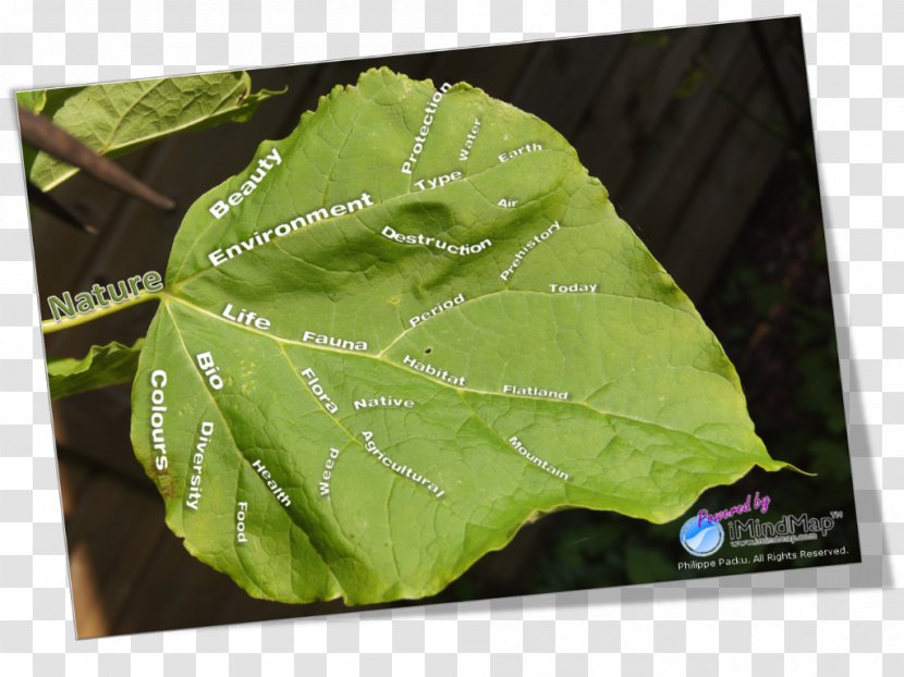 Mind Map Leaf Nature Idea - Organizational Chart Transparent PNG