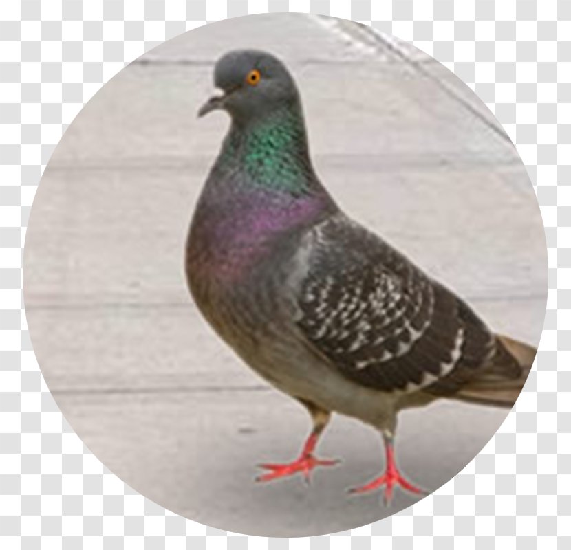 Bird Columbidae Domestic Pigeon Pest Control - Rock Dove - Fleas Transparent PNG