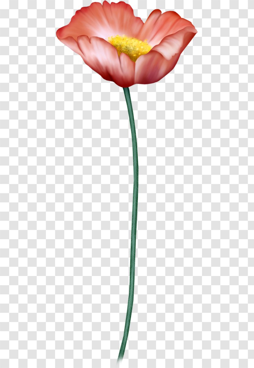 Garden Roses Tulip - Poppy Family - Plant Stem Transparent PNG