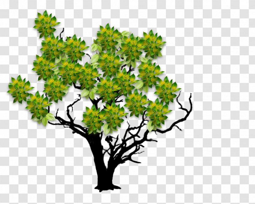 Woody Plant Tree Twig Leaf - Blossom Transparent PNG