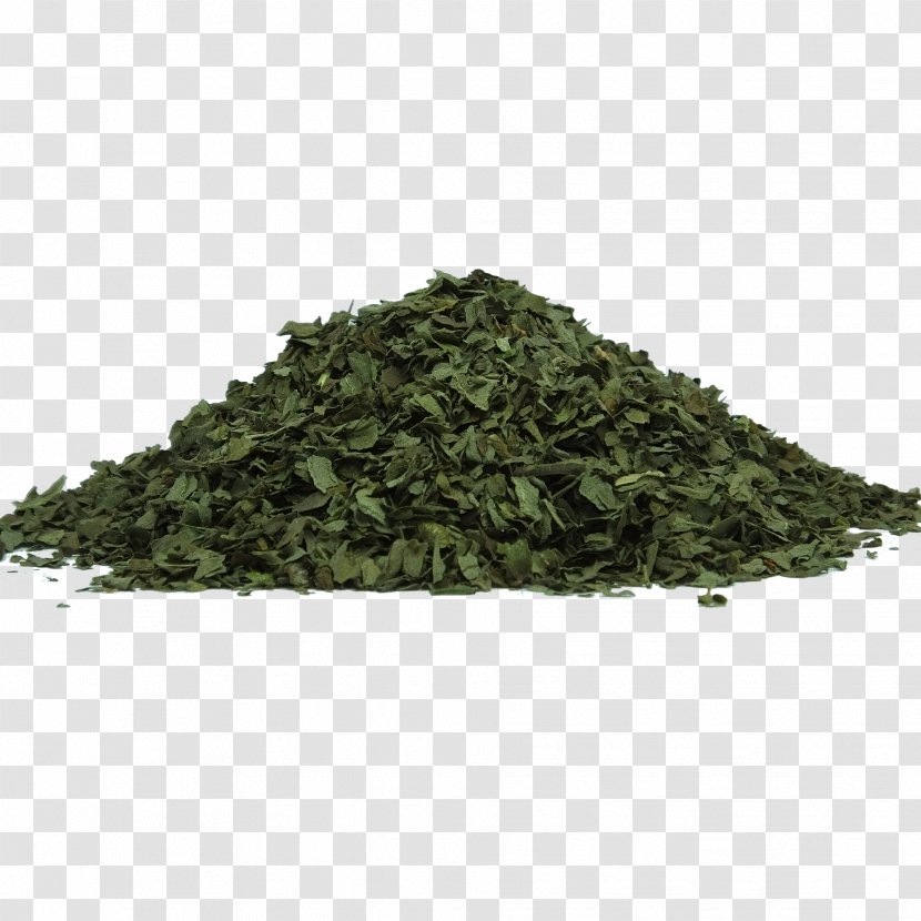 Tea Holy Basil Herb Food Drying Leaf - Tieguanyin - Green Transparent PNG