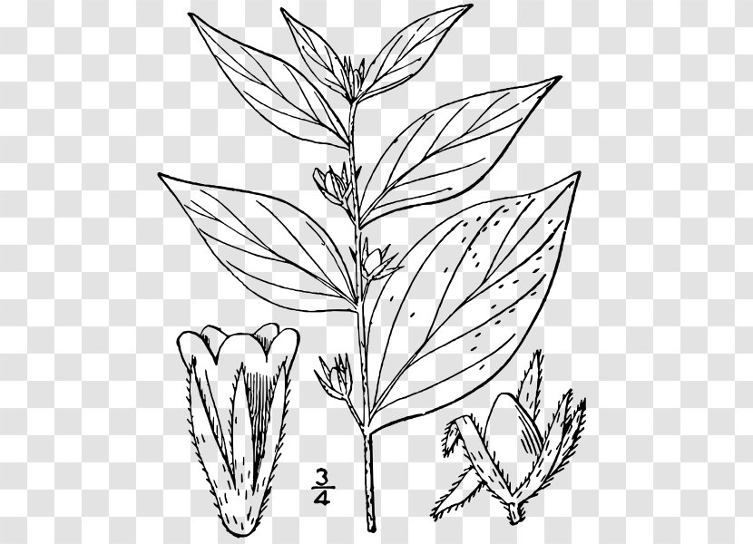 Lithospermum Latifolium Species Crinum Plant - Borage - Flower Transparent PNG