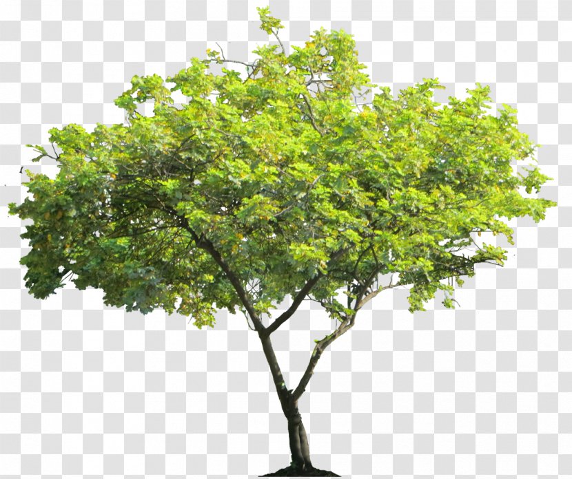 Cercis Siliquastrum Tree Shrub - Trees Transparent PNG