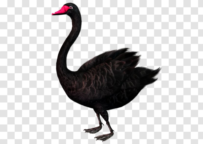 Black Swan Theory Clip Art - Water Bird - Duck Transparent PNG