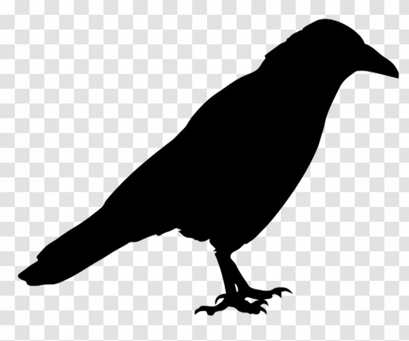 Bird Common Raven Silhouette Western Jackdaw - Fauna - Crow Transparent PNG