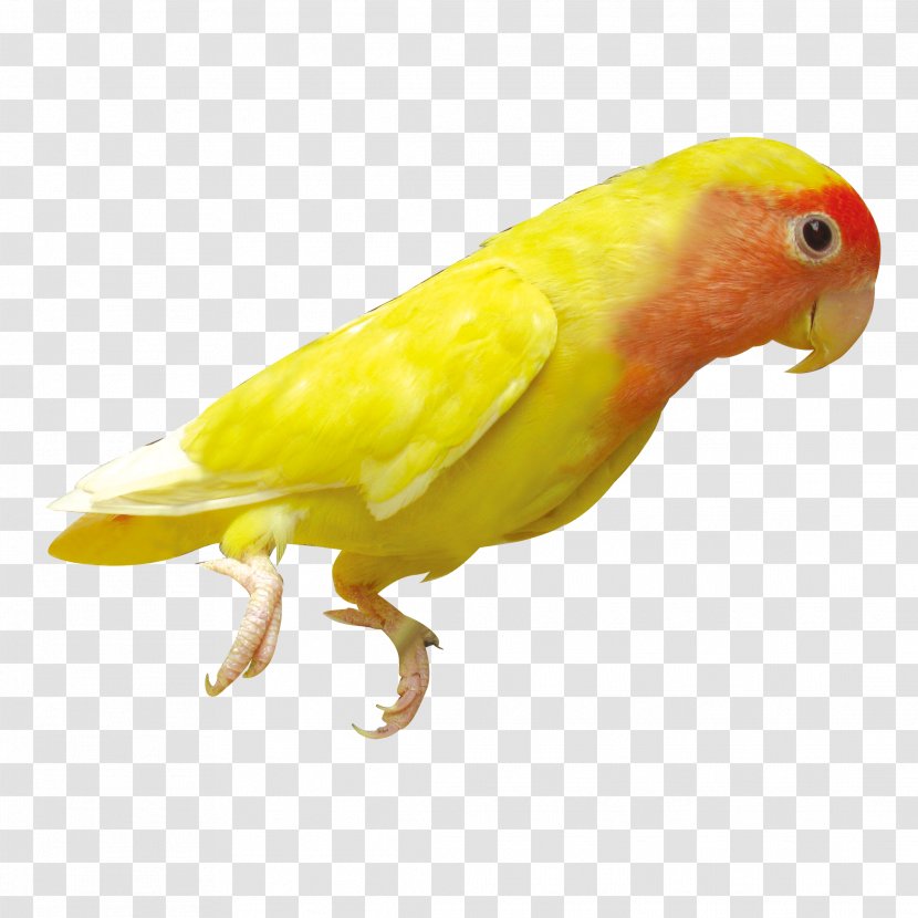 Parrot Bird Clip Art - Lovebird Transparent PNG