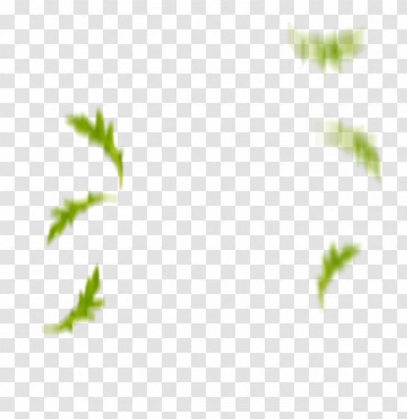 Desktop Wallpaper Leaf Sunlight Plant Stem Close-up - Sky Plc Transparent PNG