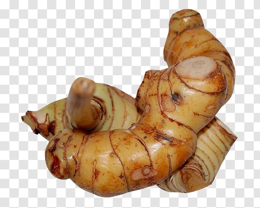 Galangal Ginger Transparent PNG