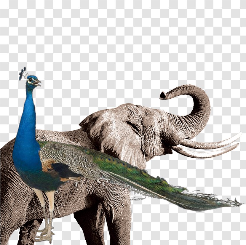 Elephant High-definition Television Video Wallpaper - Mammal - Peacock Transparent PNG