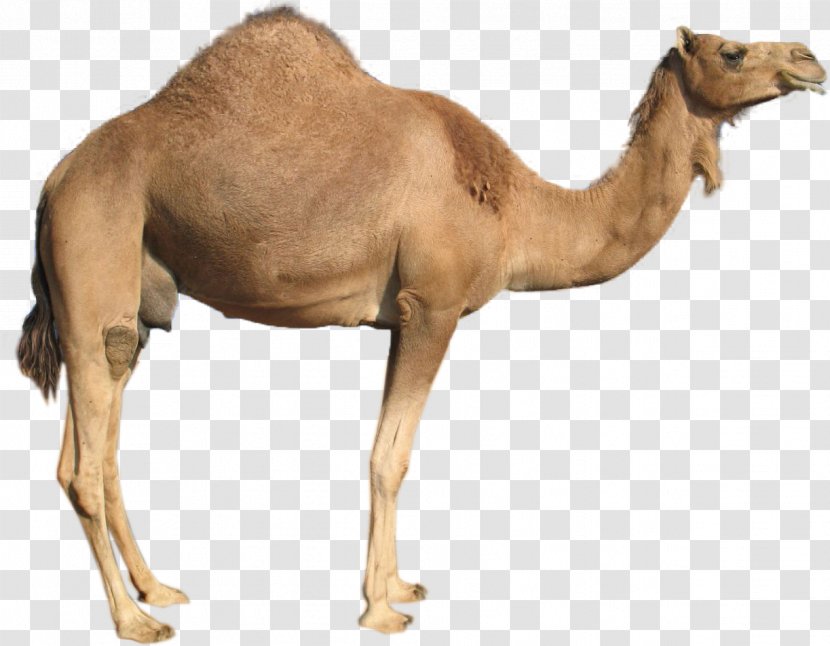 Dromedary Camel - Animal Figure - Livestock Wildlife Transparent PNG