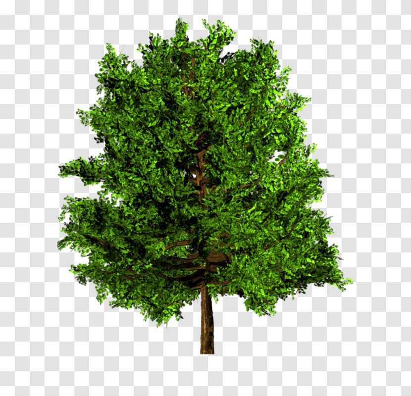 Tree Maple English Oak Arecaceae - Hd Big Picture Transparent PNG