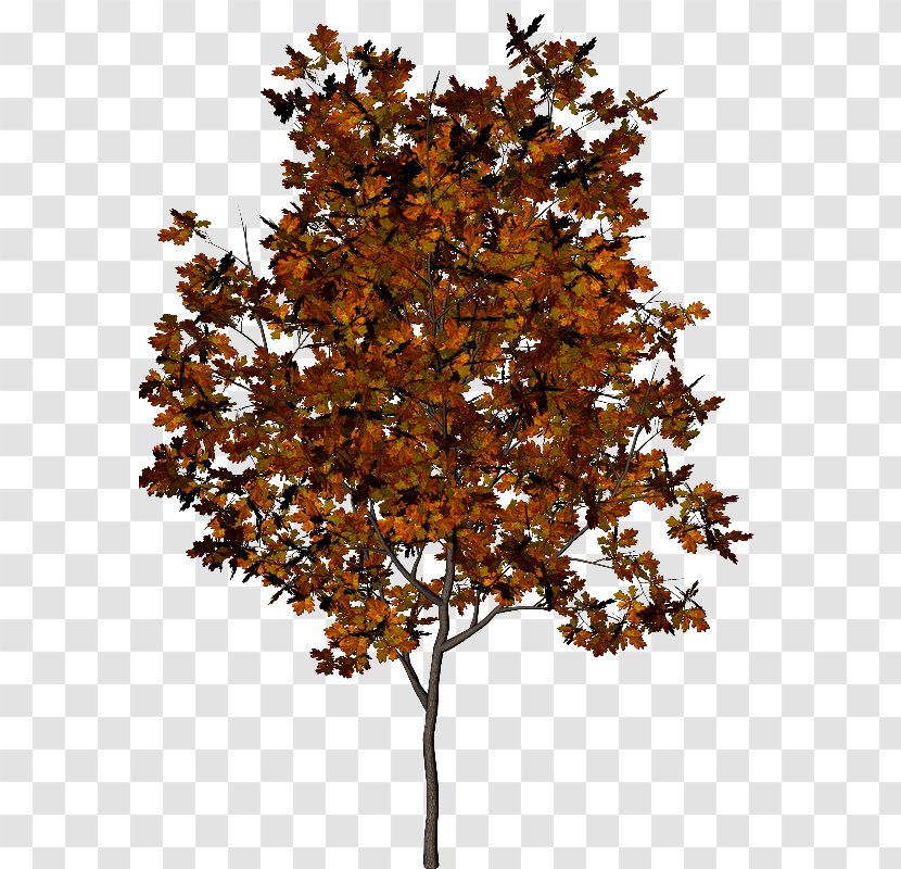 Tree Autumn Leaf Pinus Halepensis - Pine - Falling Feathers Transparent PNG