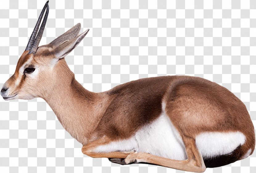 Antelope Dorcas Gazelle Stock Photography - Springbok - Wildlife Transparent PNG