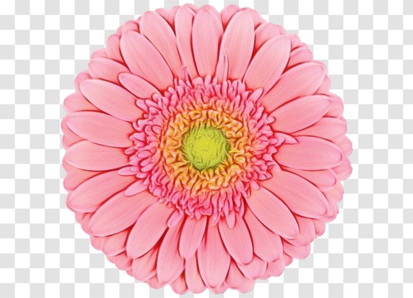 Transvaal Daisy Cut Flowers Chrysanthemum Dahlia Petal - Peach Transparent PNG