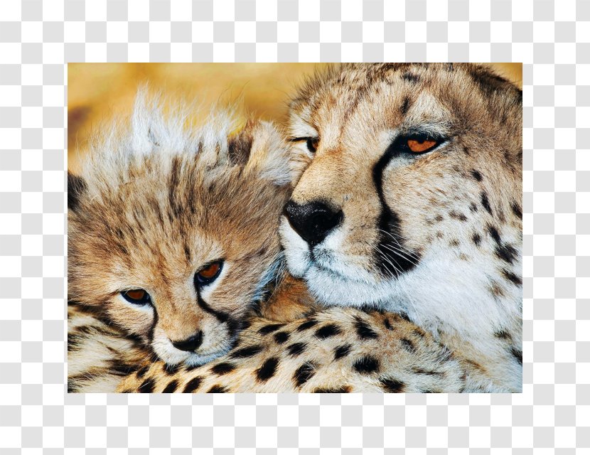 Cheetah Lion Leopard Red-billed Oxpecker African Buffalo - Big Cats Transparent PNG
