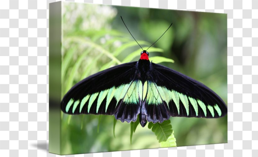 Brush-footed Butterflies Gossamer-winged Moth Butterfly Leaf Transparent PNG