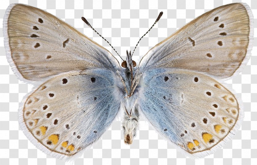 Colias Lycaenidae Nymphalidae Bombycidae Pieridae - Moth - Butterfly Transparent PNG