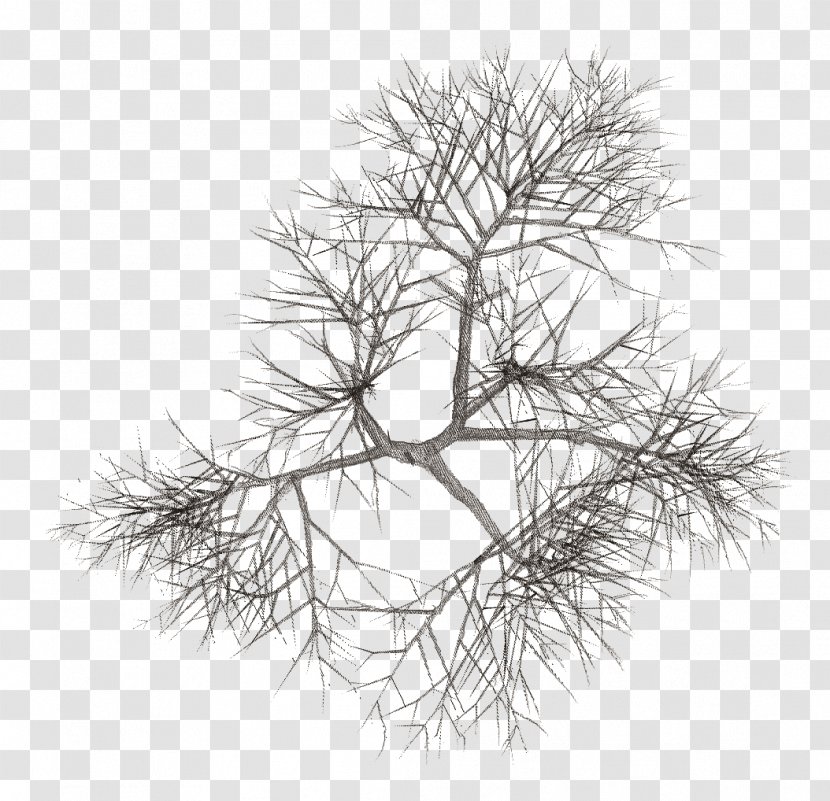 Fir Tree Plant Pine - Branch - Watercolor Transparent PNG