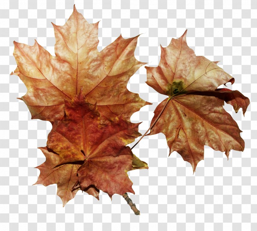 Maple Leaf Autumn - Plant - Leaves Transparent PNG