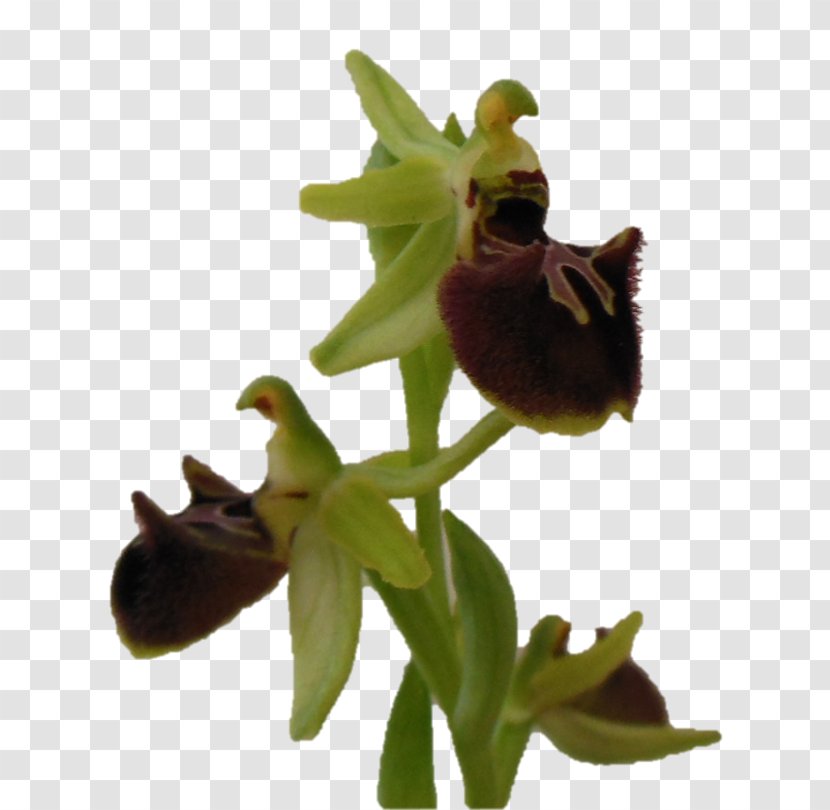 Ophrys Sphegodes Araneola Flower Rosette - Shoot Transparent PNG