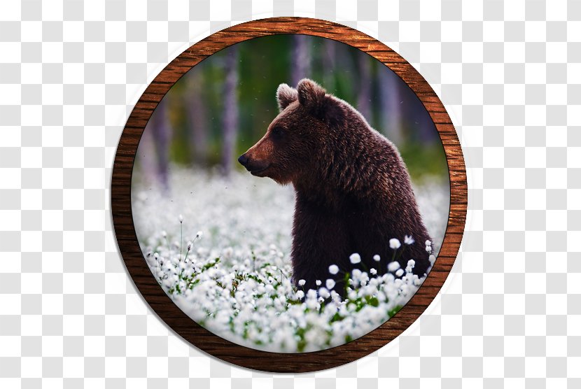 Grizzly Bear Wildlife Alaska Peninsula Brown Terrestrial Animal - Carnivoran Transparent PNG