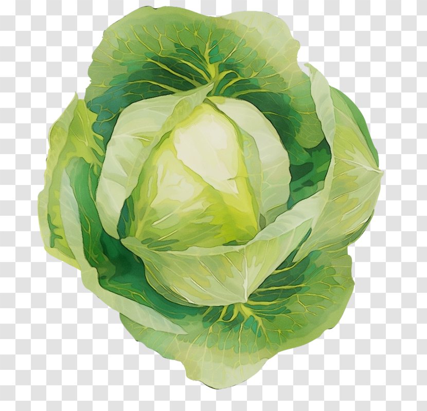 Cabbage Vegetable Flower Iceburg Lettuce Leaf - Watercolor Transparent PNG