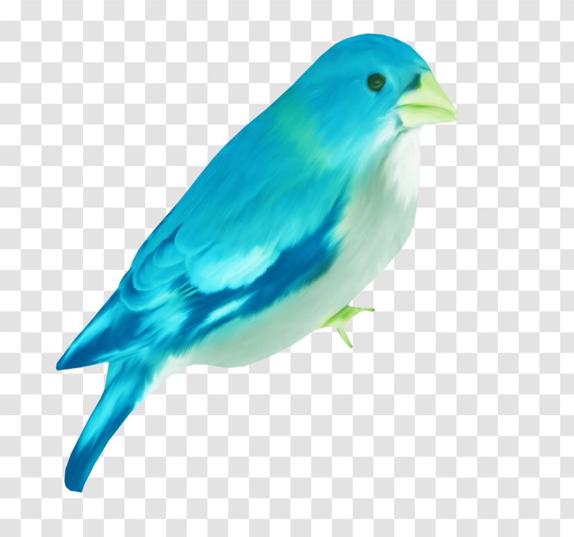 Bird Blue - Beak Transparent PNG