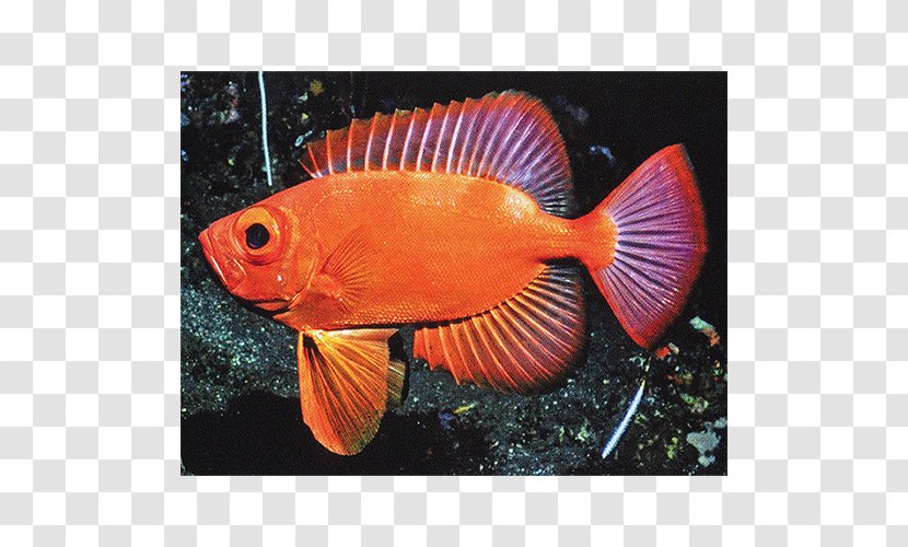 Aquariums Marine Biology Coral Reef Fish Fauna Transparent PNG