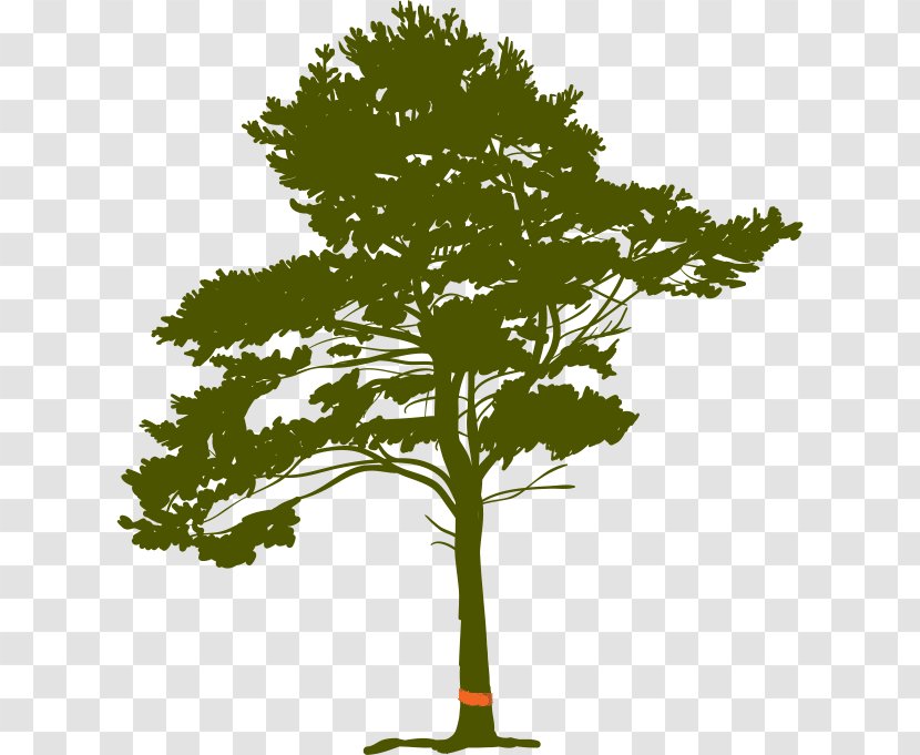 Pine Tree Root - Plant Stem Transparent PNG