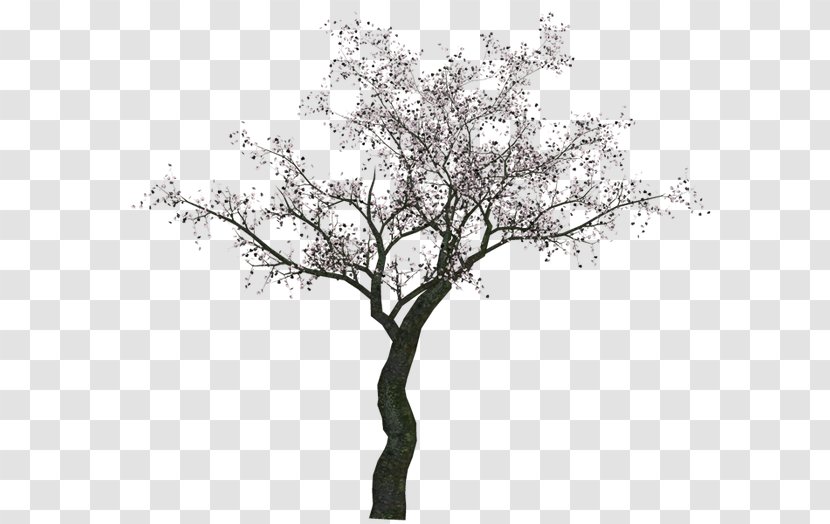 Drawing Photography Twig - Cherry Blossom - Woody Plant Transparent PNG