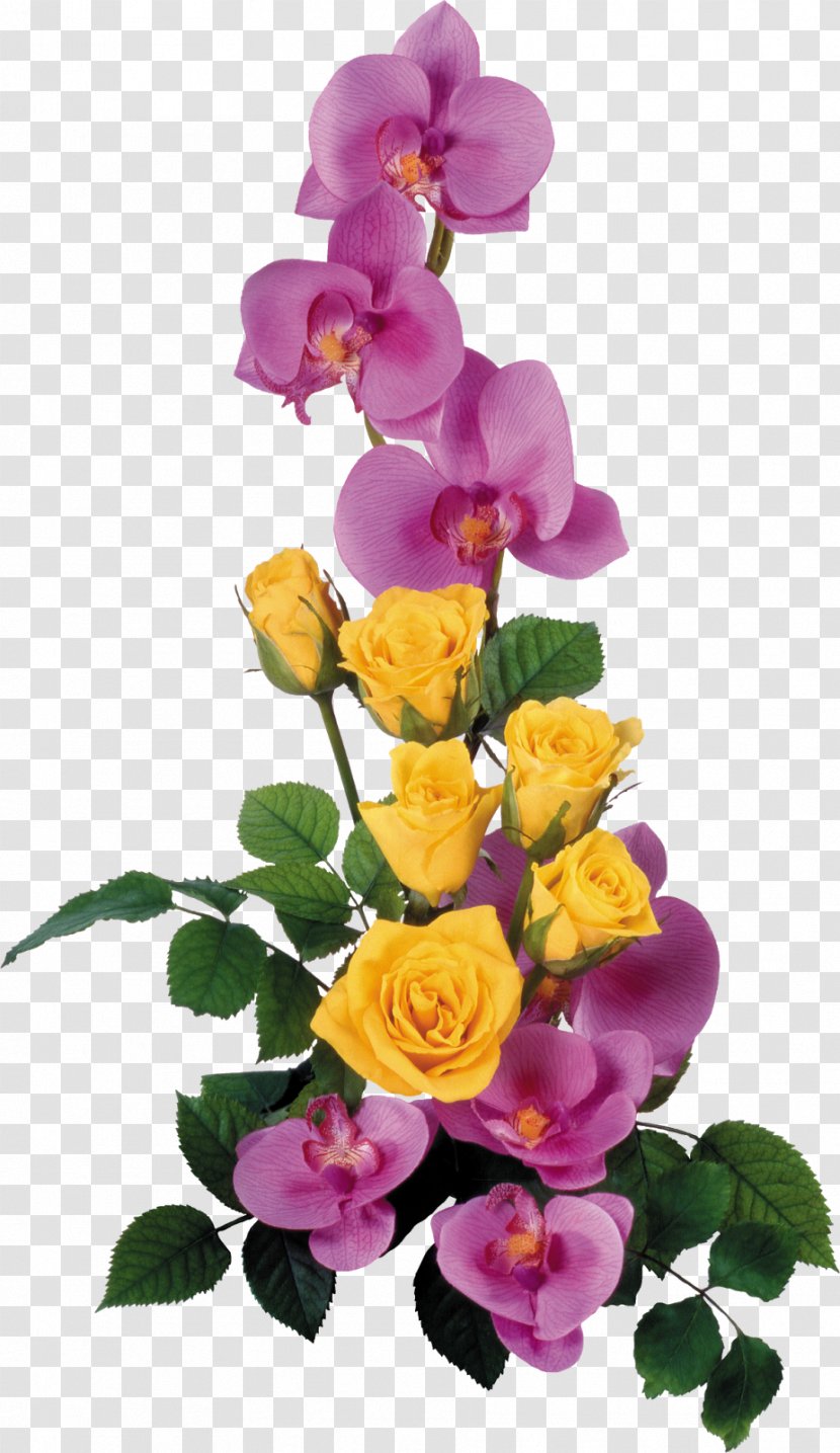 Garden Roses Flower - Petal - Orchid Transparent PNG