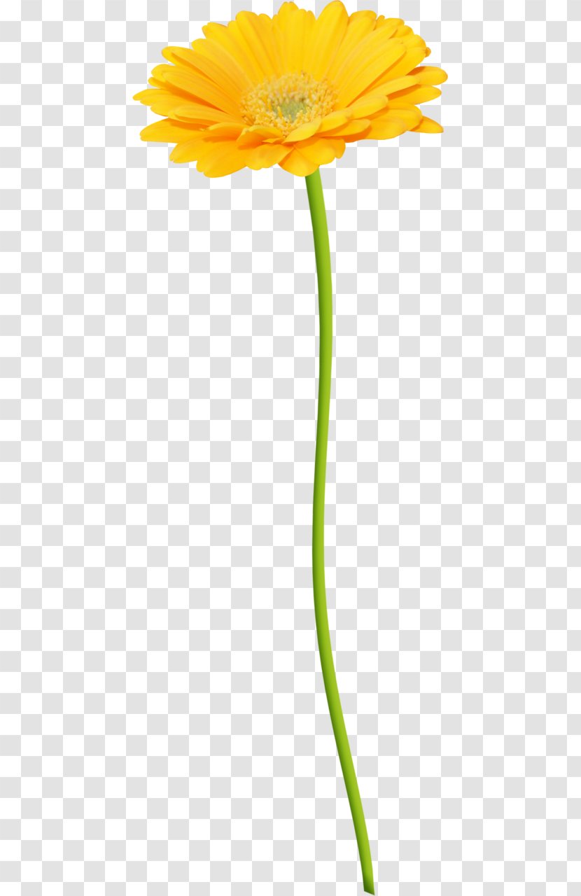 Transvaal Daisy Yellow Cut Flowers - Lilium - Flower Transparent PNG