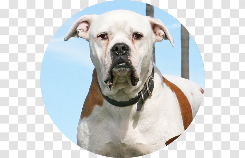 American Bulldog Valley Olde English Bulldogge Pit Bull Terrier - Actor Transparent PNG