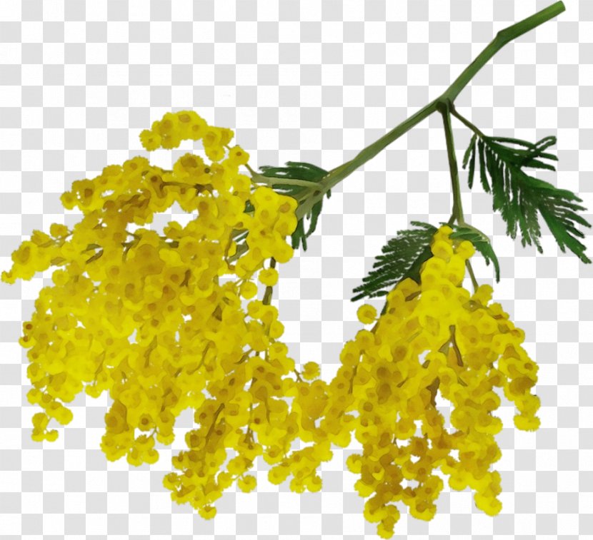 Mimosa - Tree - Twig Transparent PNG