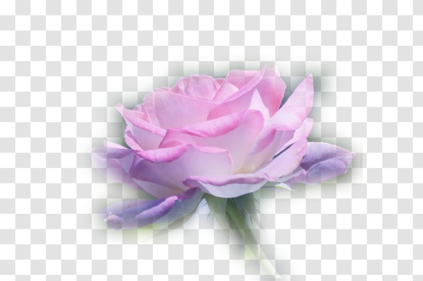 Garden Roses Centifolia Flower Bouquet Desktop Wallpaper - Lilac Transparent PNG