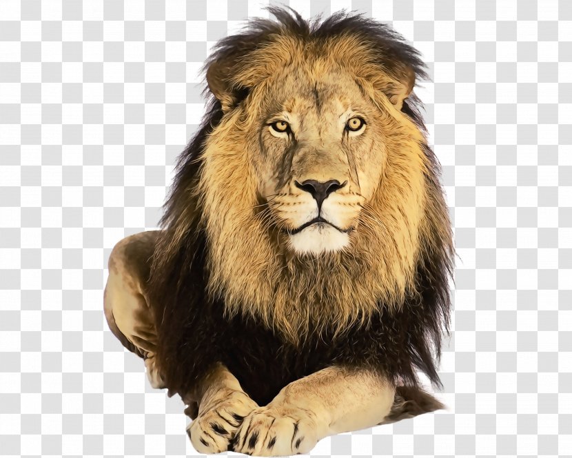 Mourad El Bidaoui Amazon.com Art Maghreb Souvenirs Lion - Moul Koutchi - Whiskers Transparent PNG