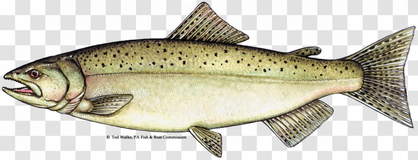 Chinook Salmon Salmonids Atlantic Trout - Fish Transparent PNG