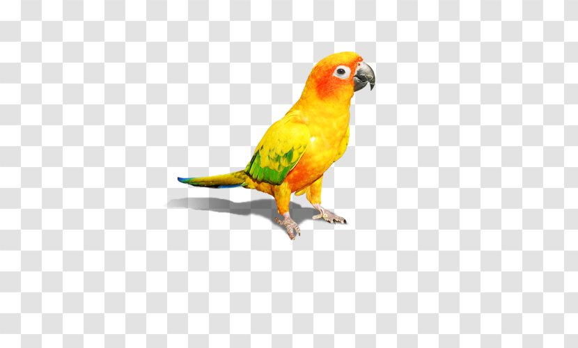 Budgerigar Amazon Parrot Lovebird Macaw - Perico - Orange Transparent PNG