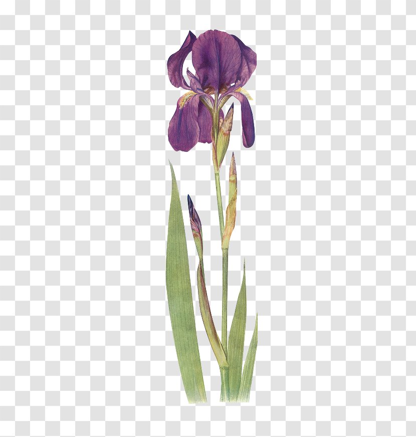 Iris Chrysographes Fulva Bulleyana Clarkei Orientalis - Botany - Green Floral Material Transparent PNG