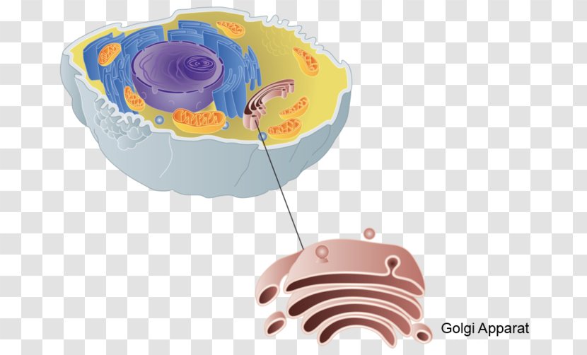 Golgi Apparatus X-inactivation X Chromosome Cell Biology - Proteine Transparent PNG