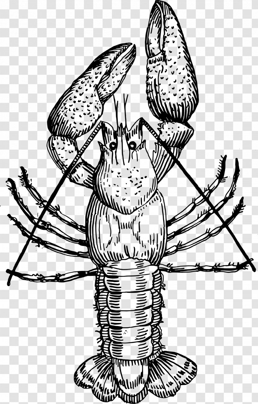 Crayfish Drawing Clip Art - Stock Photography Transparent PNG