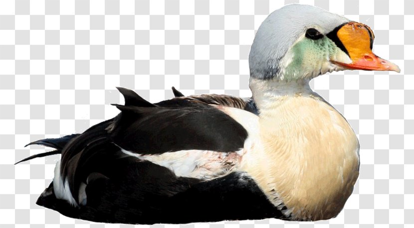 Mallard Diving Duck Bird Waterfowl - Seaduck - Waterside Transparent PNG