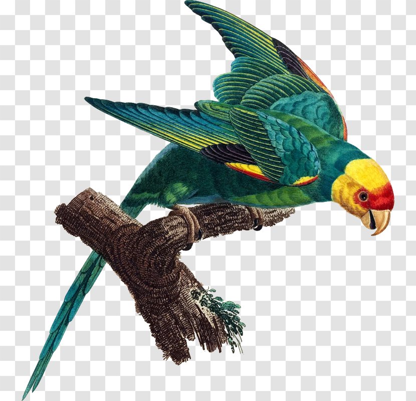 The Carolina Parakeet: America's Lost Parrot In Art And Memory Glimpses Of A Vanished Bird - Fauna Transparent PNG