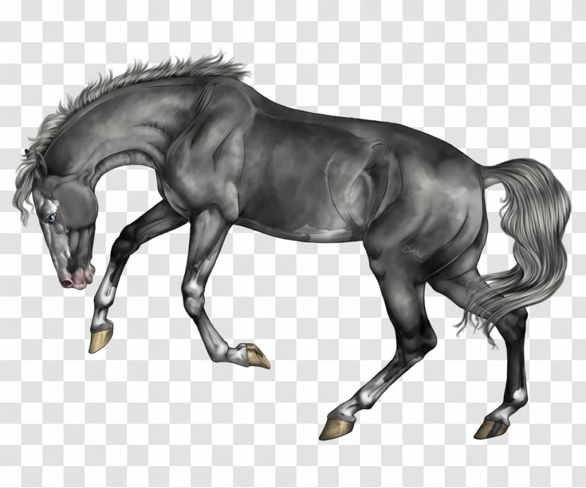 Pony Mustang Stallion Foal Colt Transparent PNG