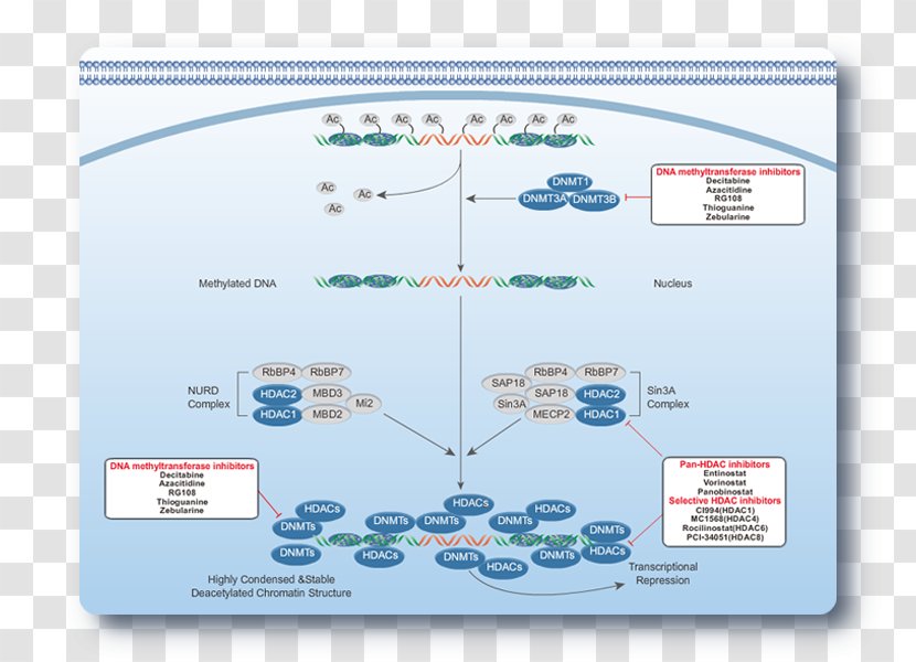 DNA Methylation Genome Chromatin - Organism - Dna Transparent PNG