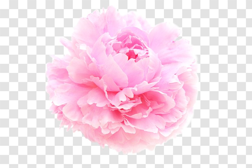 Peony Vase Flower - Pink Transparent PNG