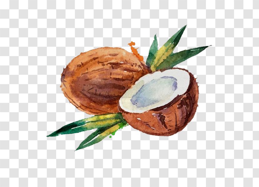 Coconut Water Milk Watercolor Painting - Stock Photography - Hand-painted Transparent PNG