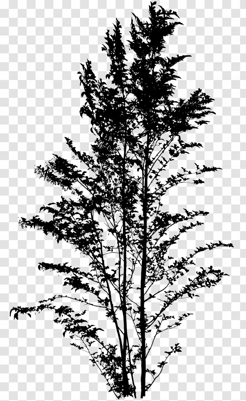 Spruce Japanese Snowbell Tree Silhouette Larch - Twig - Conifer Transparent PNG